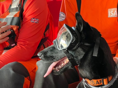 Vesper Search and Rescue Dog